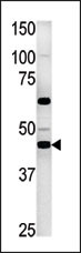 WB - PGK2 Antibody (C-term) AP7170B