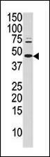 Western blot analysis of anti-Phospho-cJun-pS63 Pab (Cat. #AP3073a) in mouse brain tissue lysate (35ug/lane). Mouse Phospho-cJun-pS63(arrow) was detected using the purified Pab.