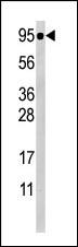 Western blot analysis of anti-Phospho-STAT5a-S726 Antibody(Cat. #AP3266a) in CEM cell line lysate (35ug/lane). Phospho-STAT5a(arrow) was detected using the purified Pab.