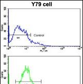 FC - Beclin 1 Antibody AP1818b