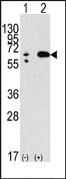 WB - Beclin 1 Antibody AP1818b