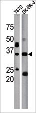 WB - ICMT (C-term) Antibody AP2543b