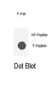 Dot blot analysis of anti-AKT1-pS129 Phospho-specific Pab (Cat. #AP3020a) on nitrocellulose membrane. 50ng of Phospho-peptide or Non Phospho-peptide per dot were adsorbed. Antibody working concentrations are 0.5ug per ml.