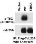 WB - Phospho-CDC25A(T507) Antibody AP3051A