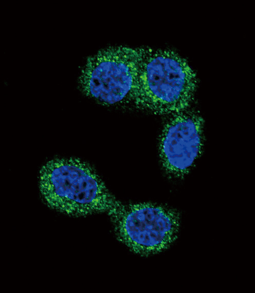 Confocal immunofluorescent analysis of HNMT Antibody (N-term)(Cat#AP1442a) with Hela cell followed by Alexa Fluor 488-conjugated goat anti-rabbit lgG (green).DAPI was used to stain the cell nuclear (blue).