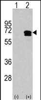 WB - CAMKK2 Antibody (C-term) AP7117b