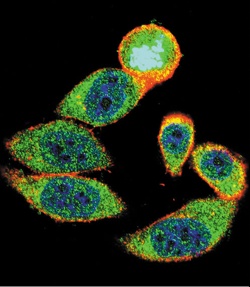 Confocal immunofluorescent analysis of 27Kip1 Antibody (C-term)(Cat#AP6269b) with Hela cell followed by Alexa Fluor 488-conjugated goat anti-rabbit lgG (green). Actin filaments have been labeled with Alexa Fluor 555 phalloidin (red).DAPI was used to stain the cell nuclear (blue).