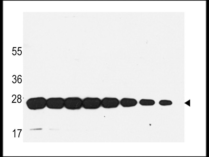 Western blot analysis of anti-GST Mab in recombinant GST protein. GST(arrow) was detected using the purified Mab .