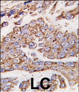 IHC-P - LAMP1 Antibody (N-term) AP1823a