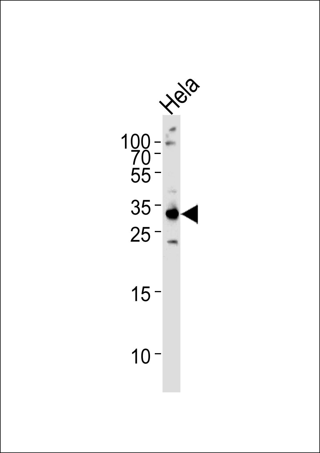 Western blot analysis of lysate from HeLa cell line, using RPS6 Antibody (N-term)(Cat. #AP1977a). AP1977a was diluted at 1:1000 at each lane. A goat anti-rabbit IgG H&L(HRP) at 1:5000 dilution was used as the secondary antibody. Lysate at 35ug per lane. 