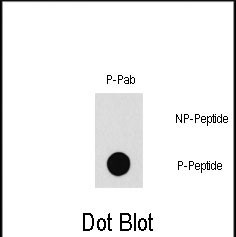 Dot blot analysis of Phospho-PAK1-T212 Pab (Cat.AP3328a) on nitrocellulose membrane. 50ng of Phospho-peptide or Non Phospho-peptide per dot were adsorbed. Antibody working concentrations are 0.5ug per ml.
