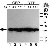 Western blot analysis of anti-GFP Mab (Cat. #AM1009b) using purified GFP, YFP and BFP proteins expressed in bacteria: Both GFP (Lanes 1-3) and YFP (Lanes 4-6) but not BFP (data not shown) were detected using the purified Mab.