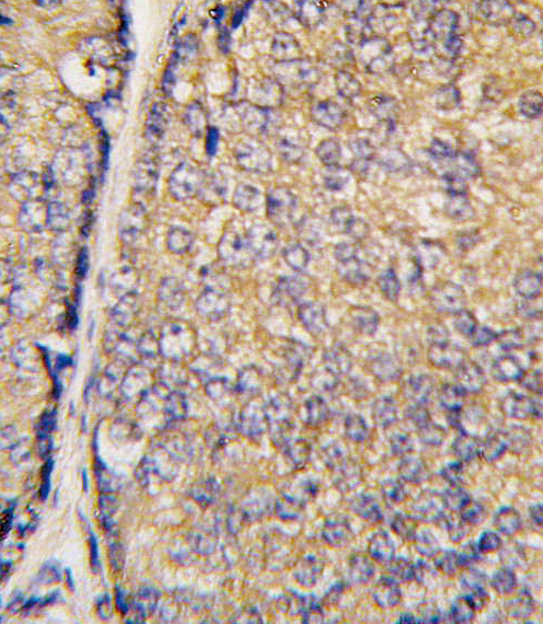 IHC-P - BRDG 1 Antibody (N-term F56) AP1475A