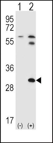 WB - BRDG 1 Antibody (N-term F56) AP1475A