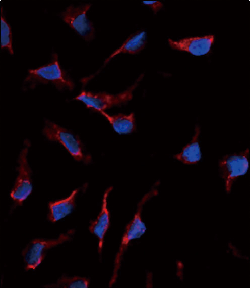 Immunofluorescence analysis of anti-KITLG Antibody (C-term) (Cat.#AP1484b) in HeLa cells. 0.025 mg/ml primary antibody was followed by Alexa-Fluor-546-conjugated donkey anti-rabbit lgG (H+L). Alexa-Fluor-546 emits orange fluorescence. Blue counterstaining is DAPI.