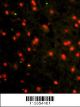 Immunofluorescence analysis of CDH4 Antibody (N-term) Antibody with paraffin-embedded human brain tissue . 0.025 mg/ml primary antibody was followed by FITC-conjugated goat anti-rabbit lgG (whole molecule). FITC emits green fluorescence.Red counterstaining is PI.