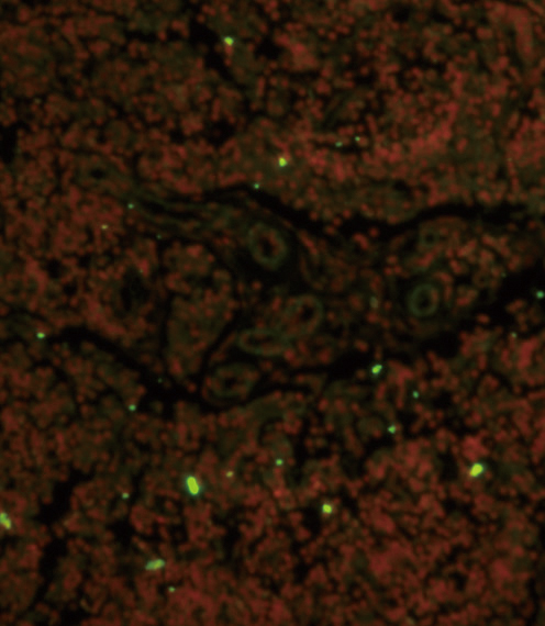 Immunofluorescence analysis of CD19 Antibody (N-term) with paraffin-embedded human lymph tissue . 0.05 mg/ml primary antibody was followed by FITC-conjugated goat anti-rabbit lgG (whole molecule). FITC emits green fluorescence.Red counterstaining is PI.