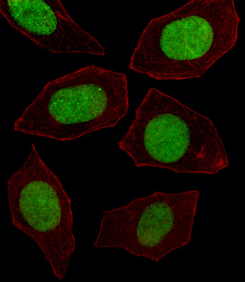 Fluorescent image of U251 cell stained with EN1 Antibody (N-term)(Cat#AP7278a).U251 cells were fixed with 4% PFA (20 min), permeabilized with Triton X-100 (0.1%, 10 min), then incubated with EN1 primary antibody (1:25, 1 h at 37?). For secondary antibody, Alexa Fluor� 488 conjugated donkey anti-rabbit antibody (green) was used (1:400, 50 min at 37?).Cytoplasmic actin was counterstained with Alexa Fluor� 555 (red) conjugated Phalloidin (7units/ml, 1 h at 37?).EN1 immunoreactivity is localized to Nucleus significantly.