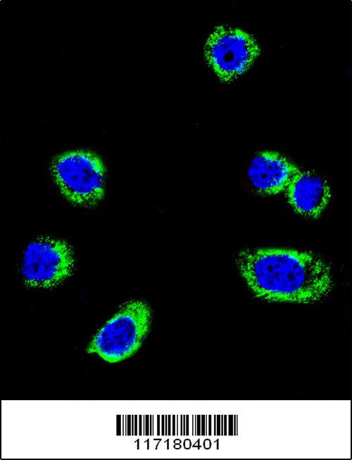 Confocal immunofluorescent analysis of B-RAF Antibody (S445)(Cat#AP7810f) with Hela cell followed by Alexa Fluor 488-conjugated goat anti-rabbit lgG (green).DAPI was used to stain the cell nuclear (blue).