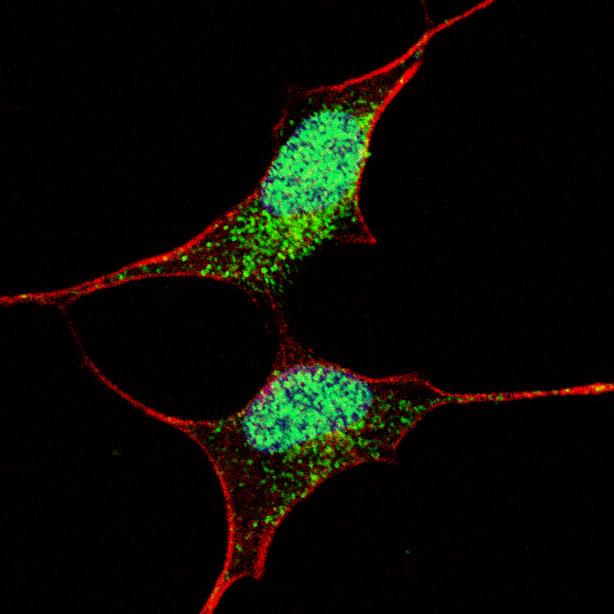 Fluorescent confocal image of SY5Y cells stained with AP2046c OCT4 (E125) antibody. SY5Y cells were fixed with 4% PFA (20 min), permeabilized with Triton X-100 (0.2%, 30 min), then incubated with AP2046c OCT4 (E125) primary antibody (1:500, 2 h at room temperature). For secondary antibody, Alexa Fluor� 488 conjugated donkey anti-rabbit antibody (green) was used (1:1000, 1h). Cytoplasmic actin was counterstained with Alexa Fluor� 555 (red) conjugated Phalloidin (5.25 ?M, 25 min). Nuclei were counterstained with Hoechst 33342 (blue) (10 �g/ml, 3 min). OCT4 immunoreactivity is localized mainly to the nuclei and also to the cytoplasm.