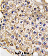 IHC-P - Mouse TRPV3 Antibody (N-term) AP1425a