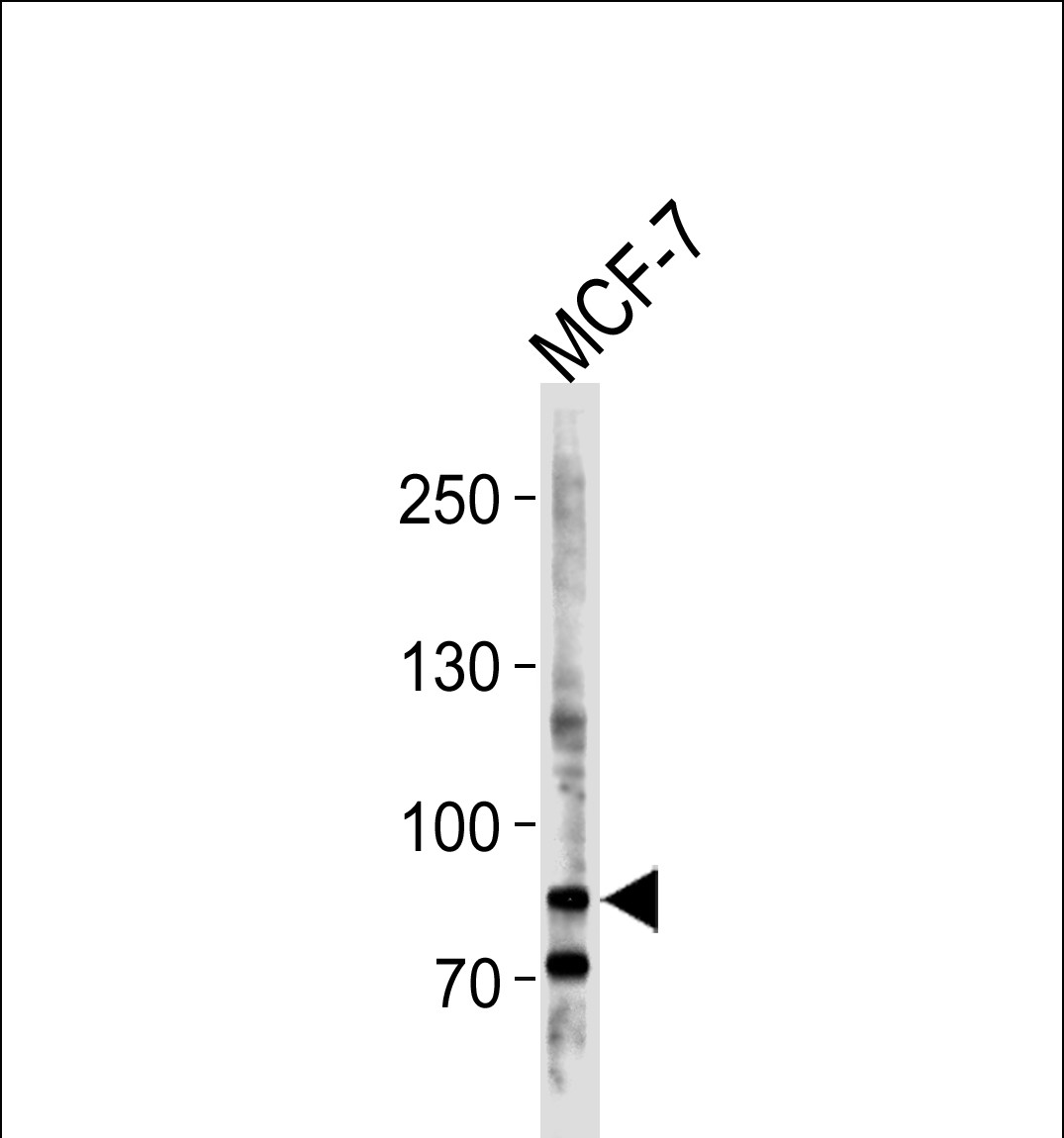 Western blot analysis of lysate from MCF-7 cell line, using BCAS3 Antibody (C-term)(Cat. #AP1437b). AP1437b was diluted at 1:1000 at each lane. A goat anti-rabbit IgG H&L(HRP) at 1:5000 dilution was used as the secondary antibody. Lysate at 35ug per lane. 