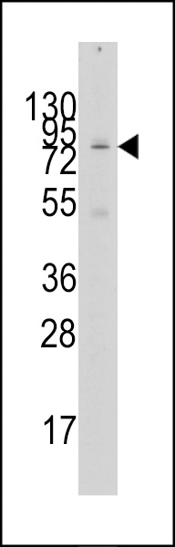 Western blot analysis of anti-GCN5 Antibody (N-term)(Cat.#AP1078d) in 293 cell line lysates (35ug/lane). GCN5(arrow) was detected using the purified Pab.