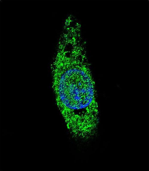 Confocal immunofluorescent analysis of LIN28B Antibody (Center) (Cat#AP1485c) with HepG2 cell followed by Alexa Fluor 488-conjugated goat anti-rabbit lgG (green). DAPI was used to stain the cell nuclear (blue).