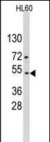 Western blot analysis of ACTB/ACTC Antibody (Center) in HL60 cell line lysates (35ug/lane). Target protein (arrow) was detected using the purified Pab.