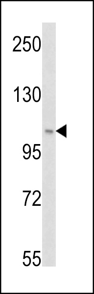 WB - PI3KC3 Antibody (S34) AP1851E