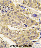 IHC-P - EPRS Antibody (N-term) AP7565a