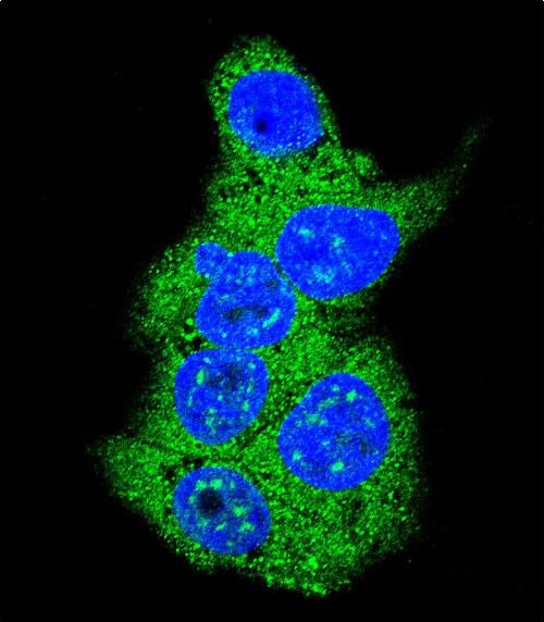 Confocal immunofluorescent analysis of Aldolase (ALDOA) Antibody (N-term)(Cat#AP2726a) with HepG2 cell followed by Alexa Fluor 488-conjugated goat anti-rabbit lgG (green). DAPI was used to stain the cell nuclear (blue).