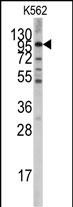 WB - LGR5 (GPR49) Antibody (Center) AP2745f