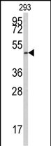 Western blot analysis of anti-E2F1 Antibody (S332) (Cat.#AP7593b) in 293 cell line lysates (35ug/lane). E2F1 (arrow) was detected using the purified Pab.