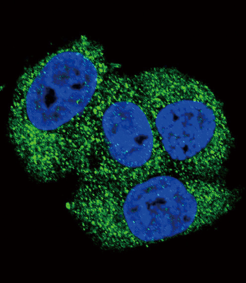 Confocal immunofluorescent analysis of ALPL Antibody (Center)(Cat#AP1474c) with MCF-7 cell followed by Alexa Fluor 488-conjugated goat anti-rabbit lgG (green).DAPI was used to stain the cell nuclear (blue).