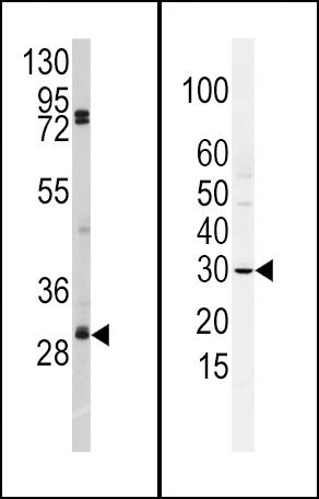 WB - SLUG Antibody (N-term K9) AP2053b