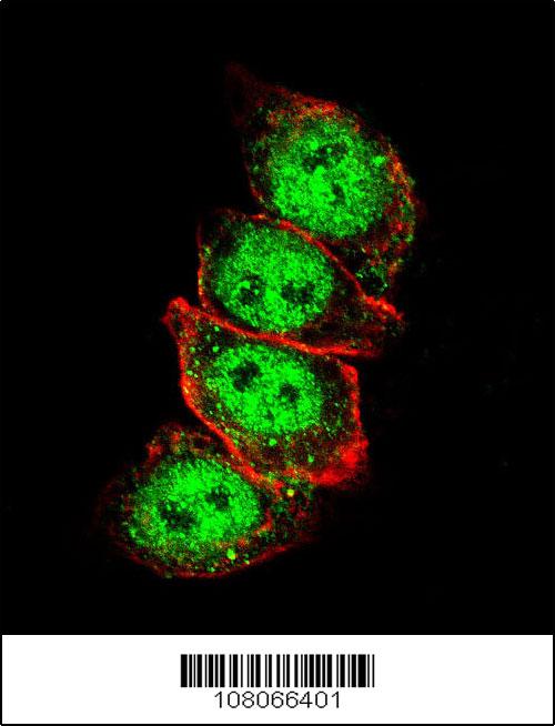 Confocal immunofluorescent analysis of Cyclin D1 Antibody (S90)(Cat#AP2612d)  with Hela cell followed by Alexa Fluor 488-conjugated goat anti-rabbit lgG (green).Actin filaments have been labeled with Alexa Fluor 555 phalloidin (red).