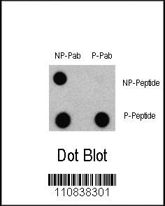 DB - Phospho-LC3C(S12) Antibody AP3301a