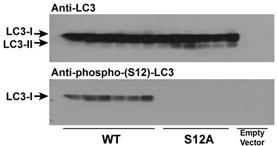 WB - Phospho-LC3C(S12) Antibody AP3301a