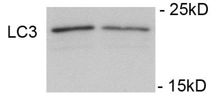 WB - Phospho-LC3C(S12) Antibody AP3301a