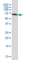 WB - ERO1L Antibody (monoclonal) (M01) AT1946a