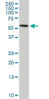 WB - ERO1L Antibody (monoclonal) (M01) AT1946a
