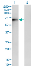 WB - ERO1L Antibody (monoclonal) (M01) AT1946a
