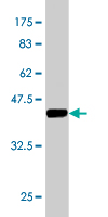 WB - FABP1 Antibody (monoclonal) (M02) AT1984a