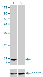 WB - FABP1 Antibody (monoclonal) (M02) AT1984a