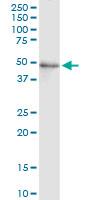 WB - FADS3 Antibody (monoclonal) (M07) AT1990a