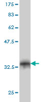 WB - FBXO8 Antibody (monoclonal) (M01) AT2022a