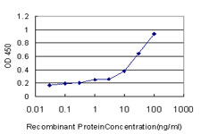 E - FUT7 Antibody (monoclonal) (M05) AT2125a