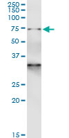 IP - GTPBP1 Antibody (monoclonal) (M01) AT2297a