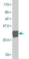 WB - GTPBP1 Antibody (monoclonal) (M01) AT2297a